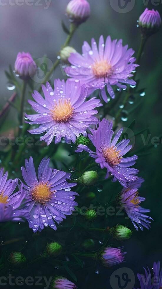 ai généré épanouissement aster fleurs avec gouttes de l'eau fermer Contexte. floral fond d'écran. ai généré photo