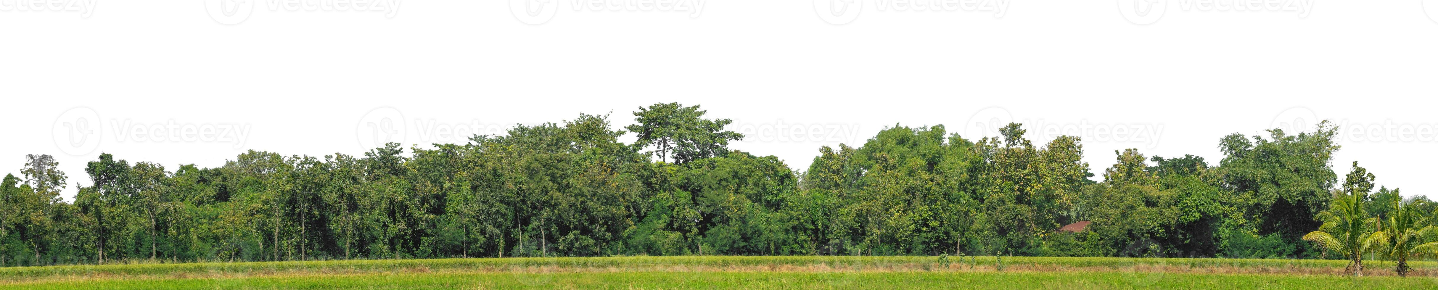 une groupe de riches vert des arbres haute résolution sur blanc Contexte. photo