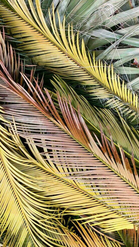 exotique paume feuilles, tropical multicolore arrière-plan, plat poser, Haut voir, fermer, verticale Cadre photo