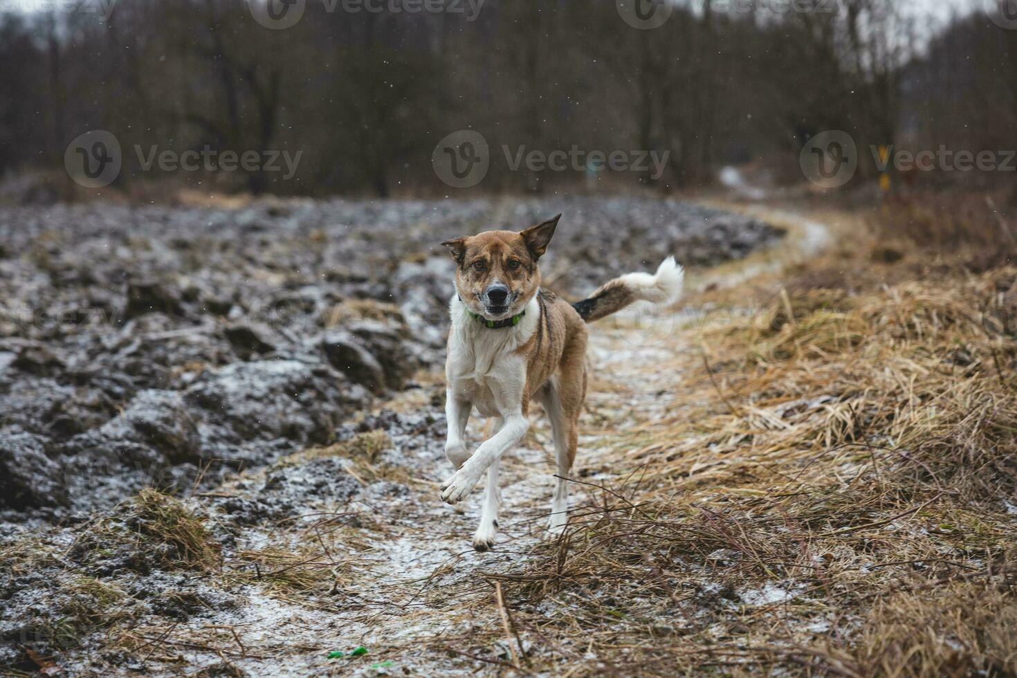 portrait de une blanc et marron chien fonctionnement dehors. fonctionnement dans le sauvage marrant vues de à quatre pattes animaux domestiques photo