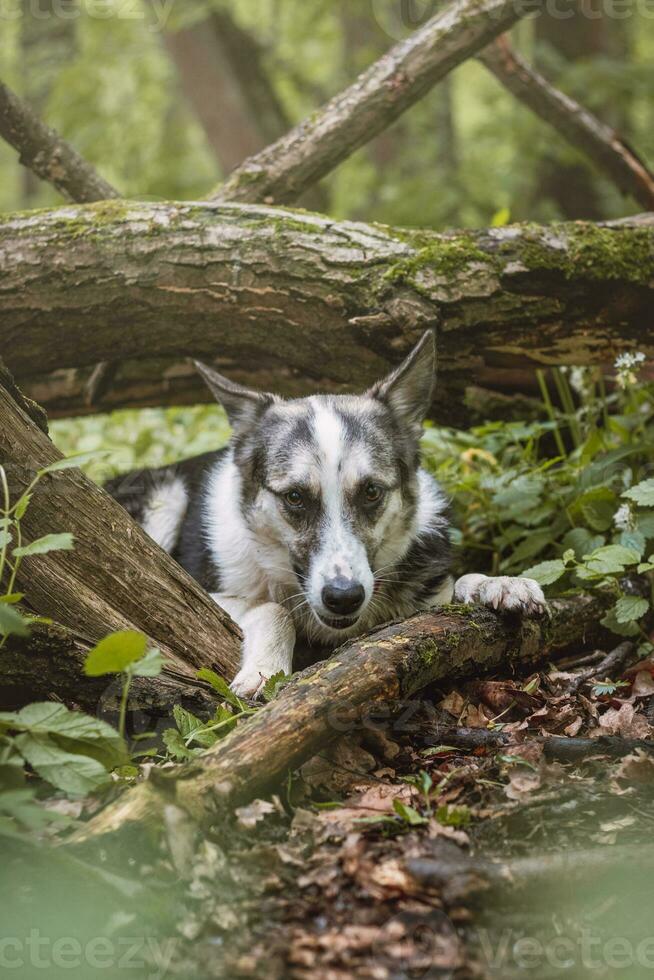 noir et blanc hybride husky-malamute profiter le sien rester dans une des bois environnement couvert avec ours Ail. différent expressions de le chien. liberté pour animal de compagnie photo