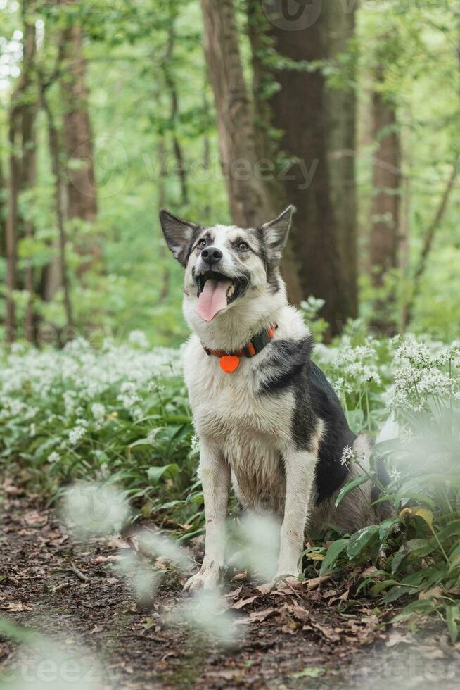 noir et blanc hybride husky-malamute profiter le sien rester dans une des bois environnement couvert avec ours Ail. différent expressions de le chien. liberté pour animal de compagnie photo