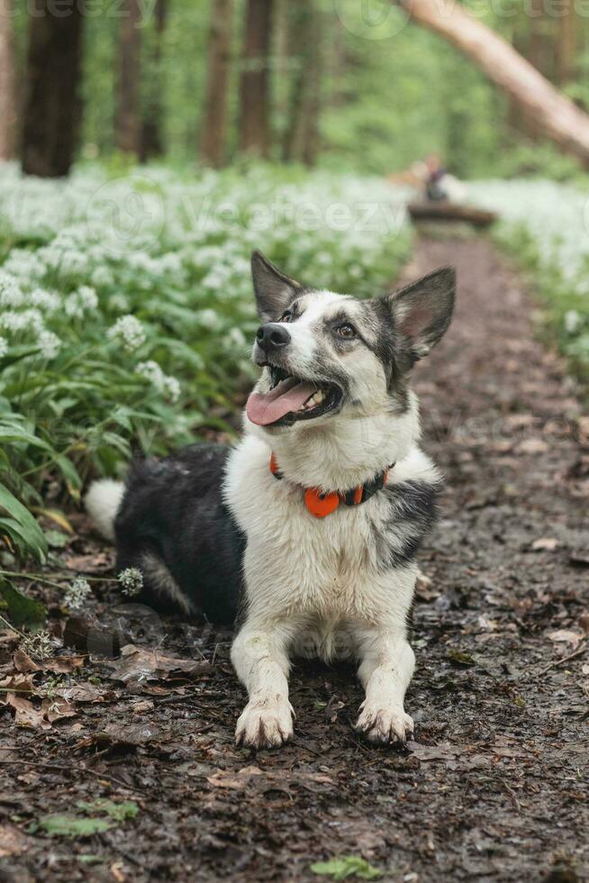 noir et blanc hybride husky-malamute profiter le sien rester dans une des bois environnement couvert avec ours Ail. différent expressions de le chien. liberté pour animal de compagnie photo