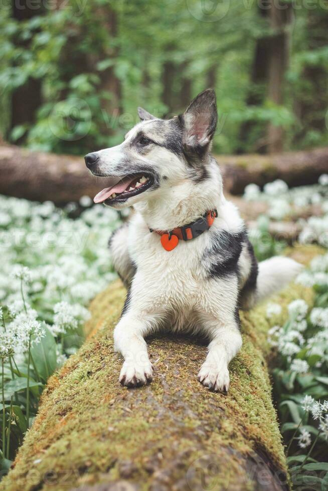 noir et blanc hybride husky-malamute profiter le sien rester dans une des bois environnement couvert avec ours Ail. différent expressions de le chien. liberté pour animal de compagnie photo