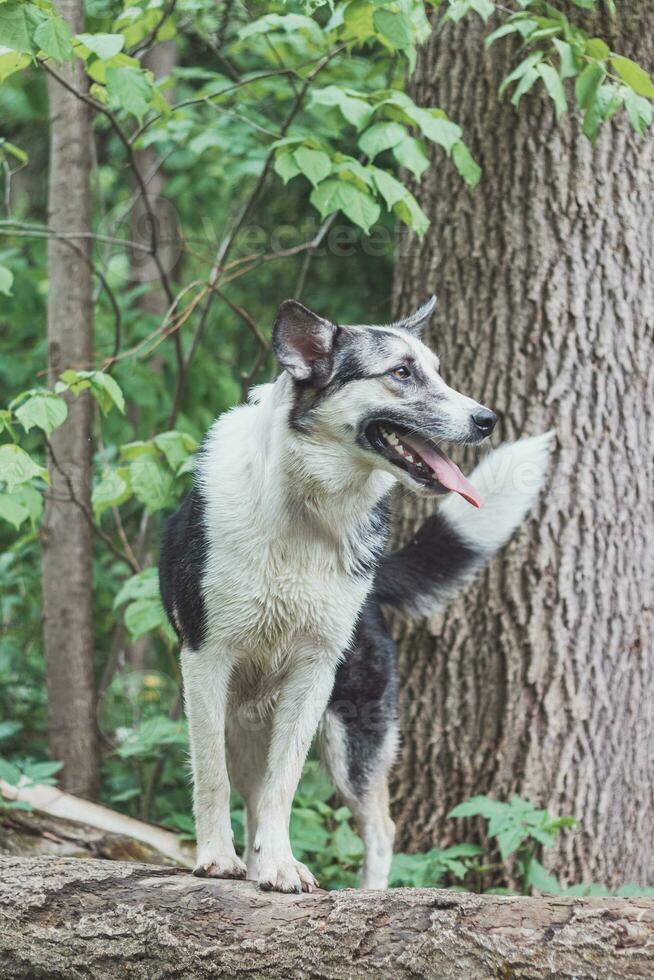 noir et blanc hybride husky-malamute profiter le sien rester dans une des bois environnement couvert avec ours Ail. différent expressions de le chien. liberté pour animal de compagnie photo