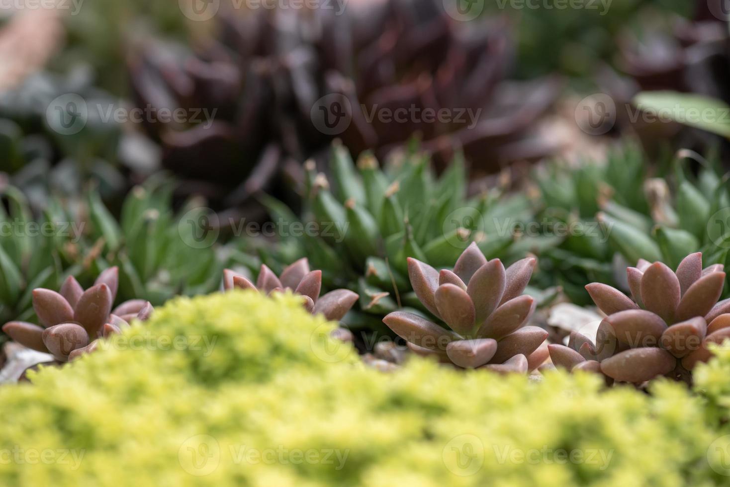 toutes sortes de petites et belles plantes succulentes photo