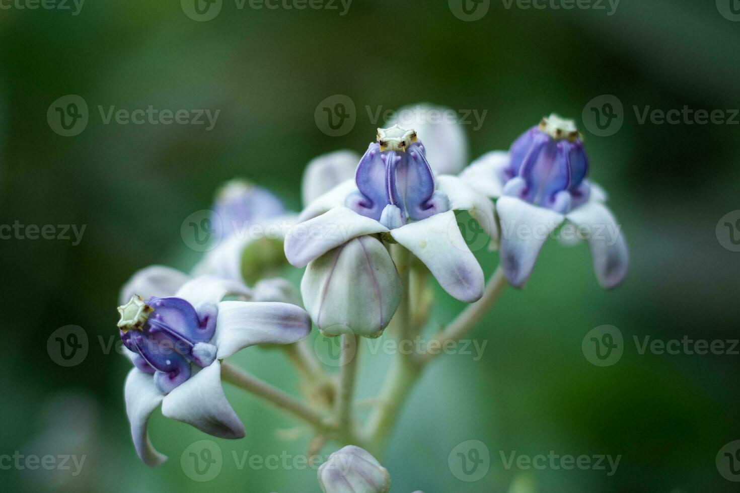 géant calotrope ou géant asclépiade - magnifique violet fleurs avec une couronne photo