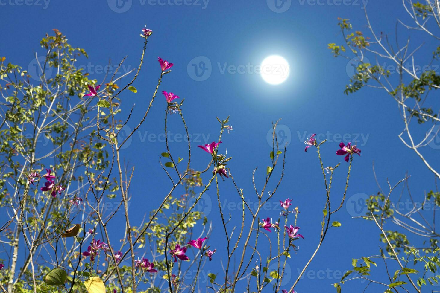 Hong kong orchidée fleur avec une bleu ciel. photo