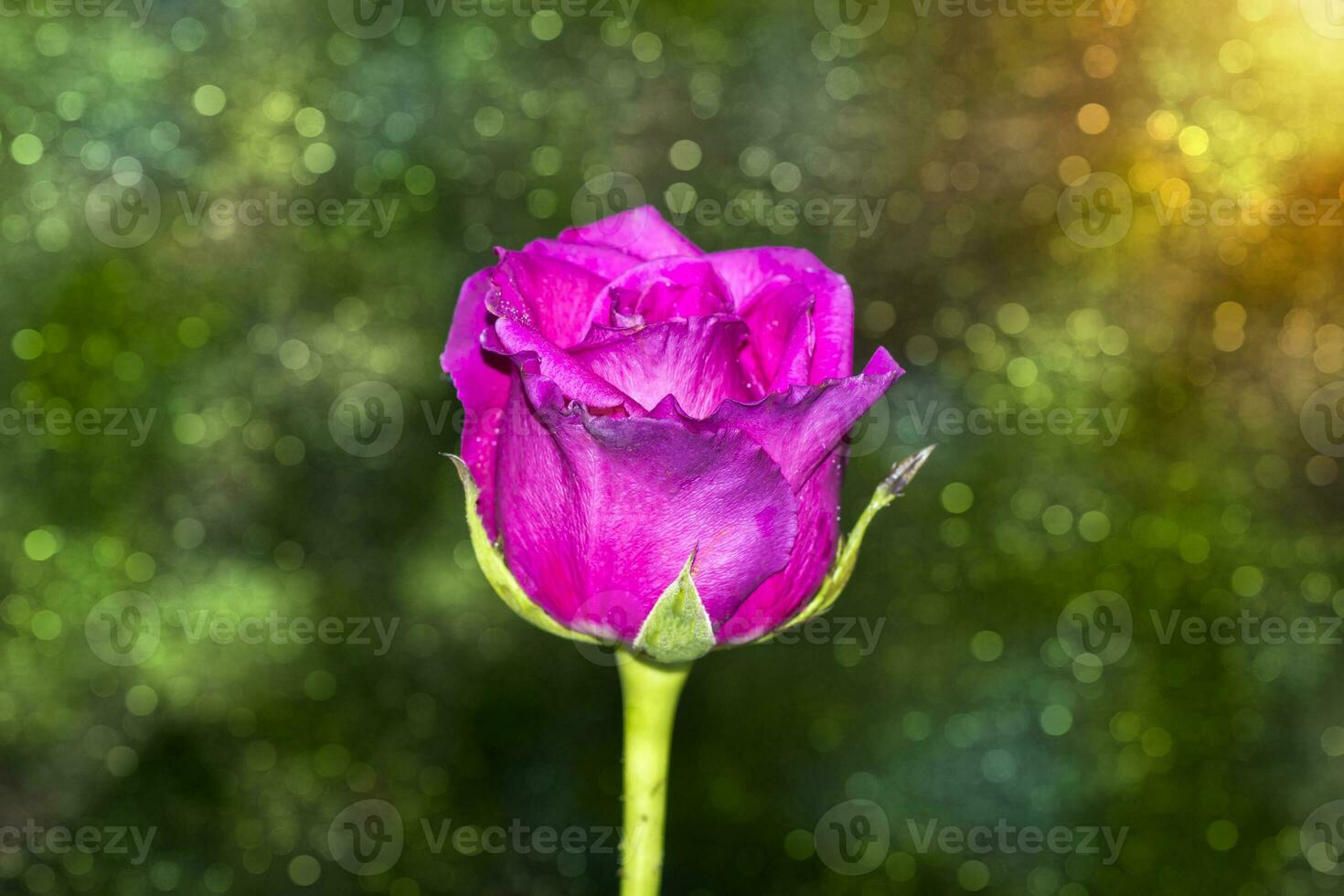 rose des roses fleur. photo