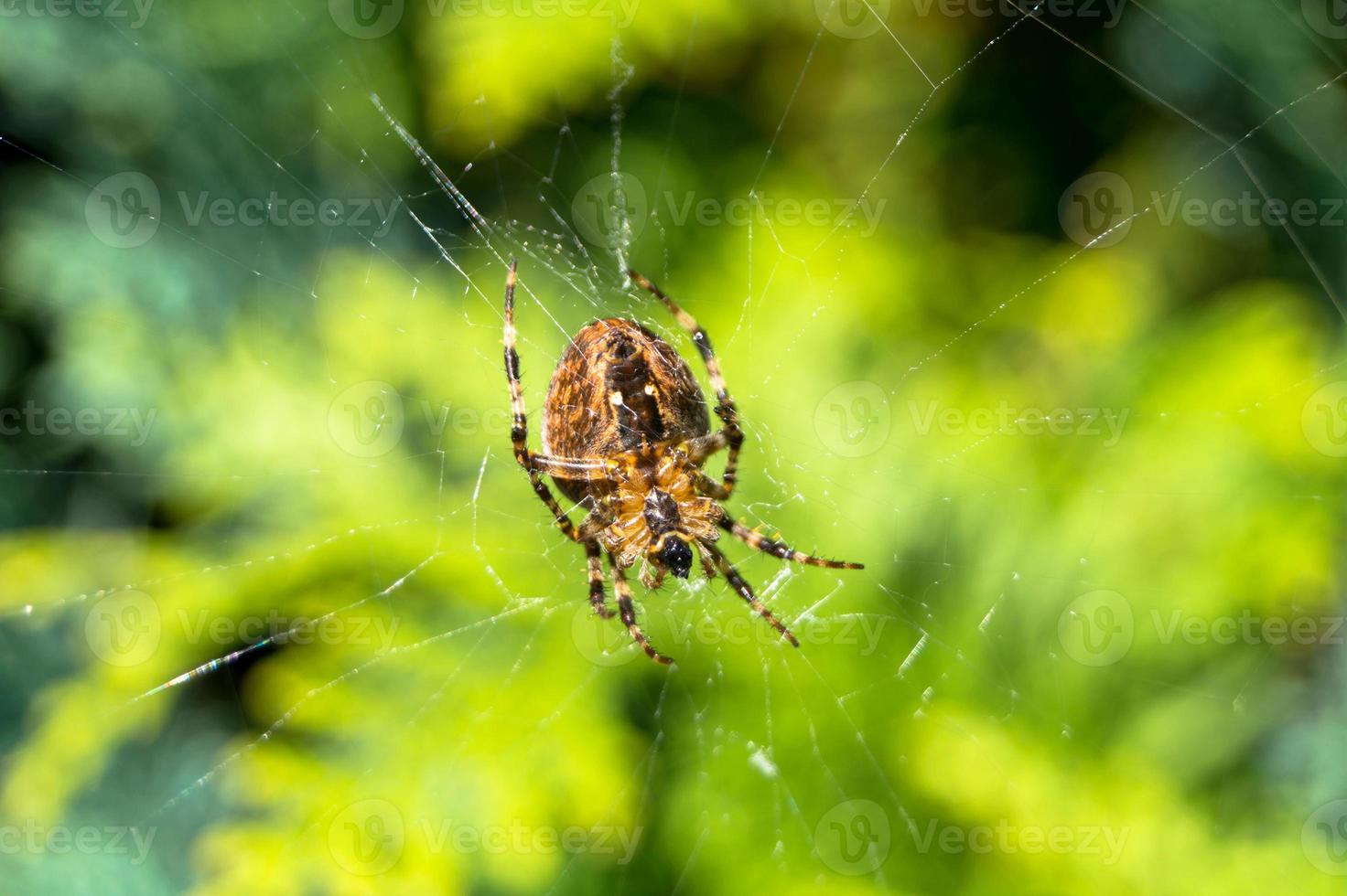 araignée sur le web photo