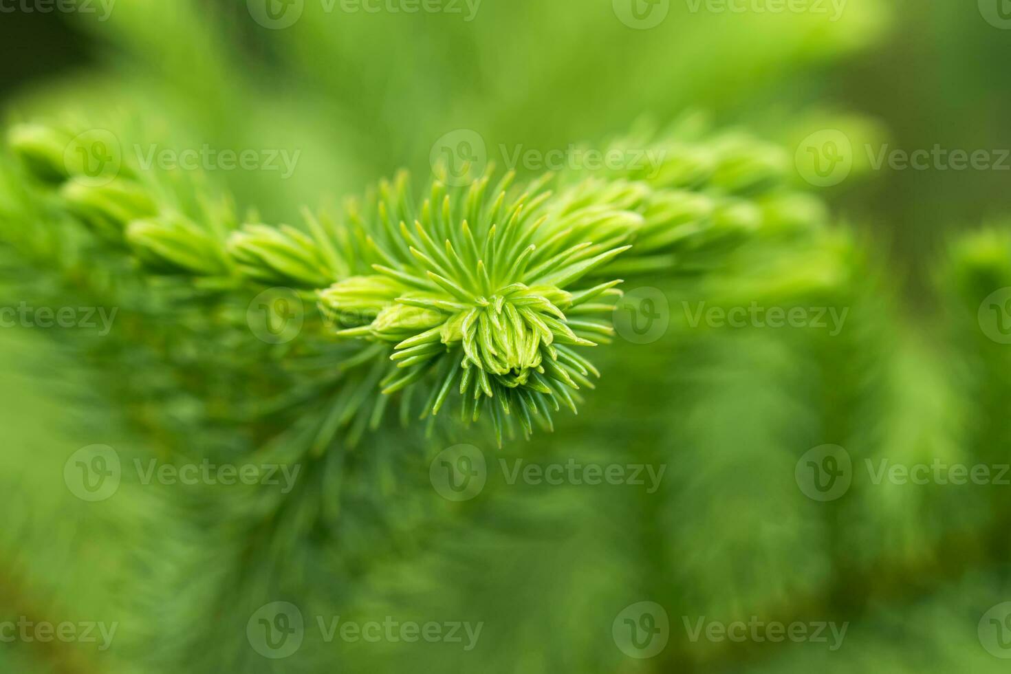 macro le feuilles de Norfolk île pin. photo