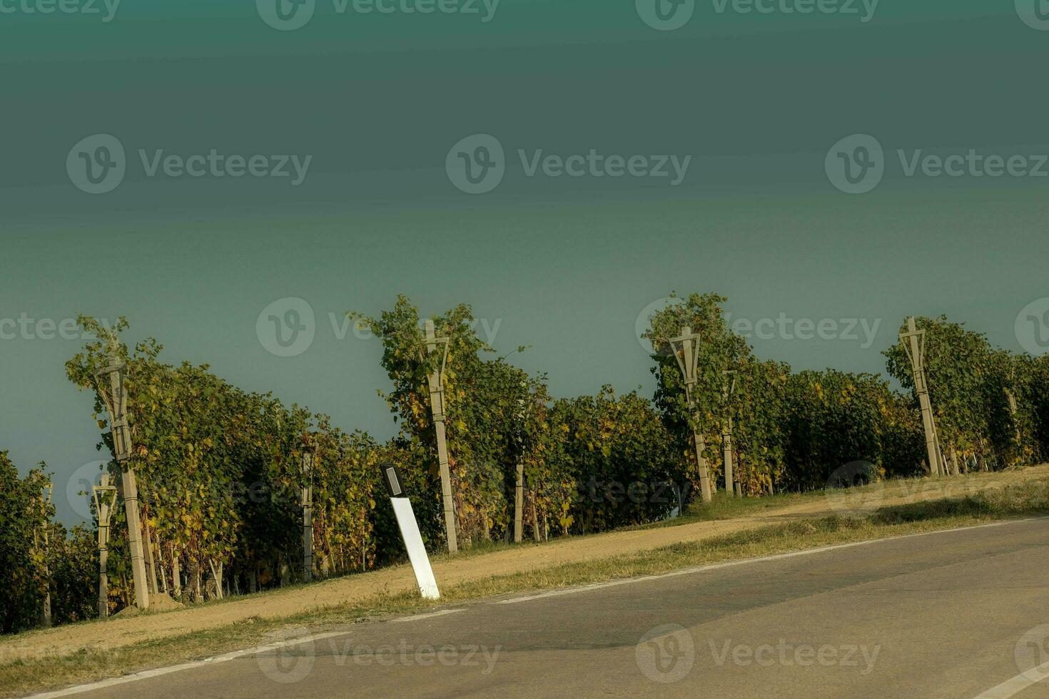 paysages de le piémontais langue. le vignobles de Serralunga d'alba dans le l'automne de 2023, immédiatement après le grain de raisin récolte photo