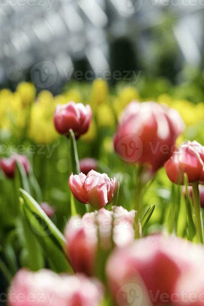 champ de coloré magnifique bouquet de tulipe fleur dans jardin pour carte postale décoration et agriculture concept conception avec sélectif concentrer photo