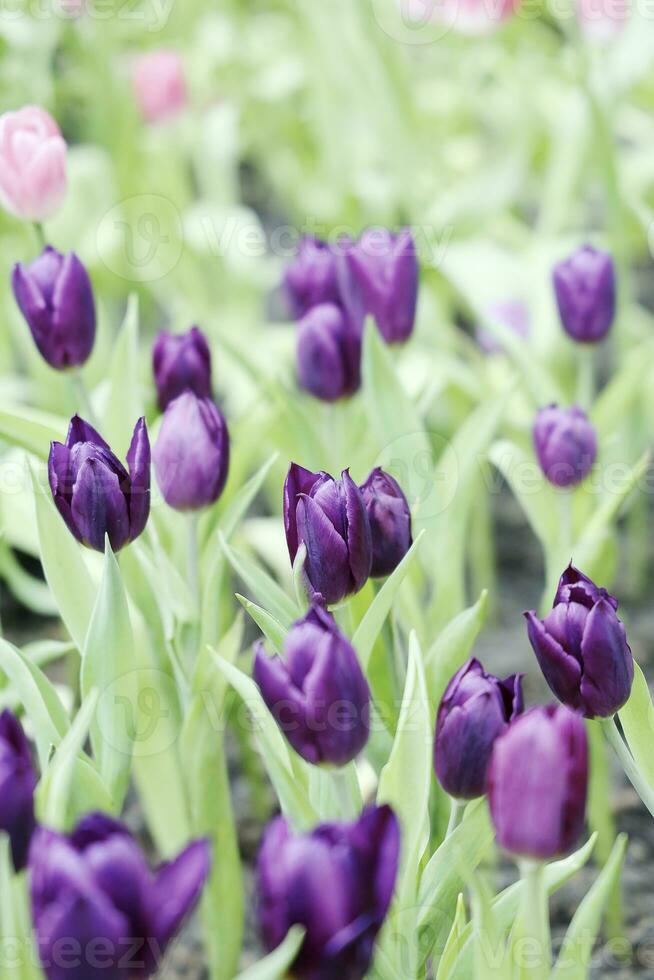 champ de coloré magnifique bouquet de tulipe fleur dans jardin pour carte postale décoration et agriculture concept conception avec sélectif concentrer photo