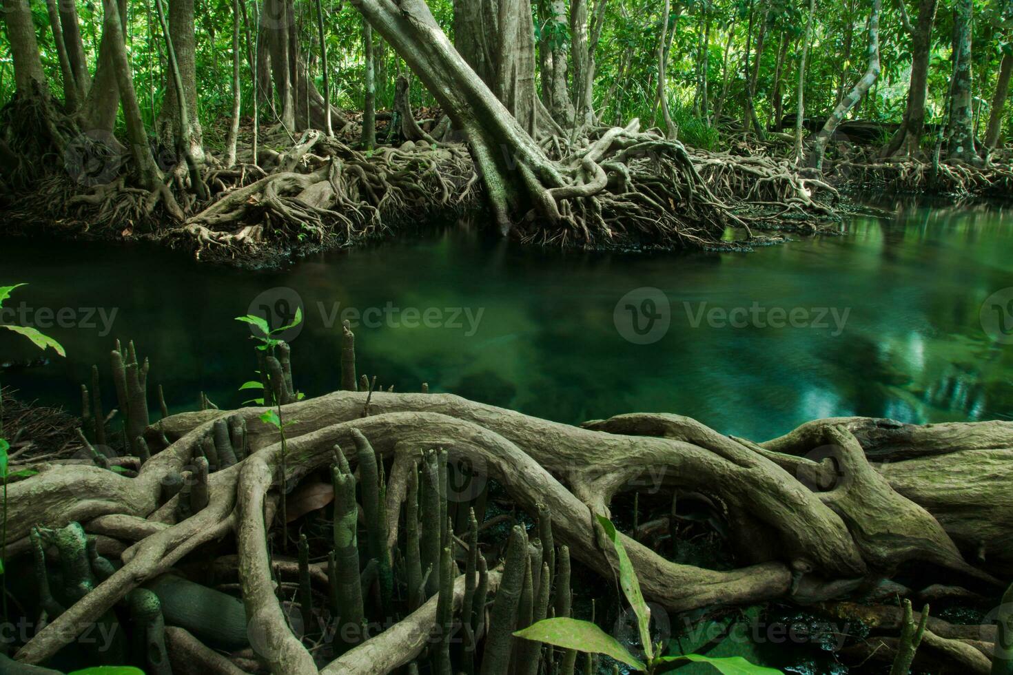 incroyable nature, vert l'eau dans le forêt. Krabi, Thaïlande. photo