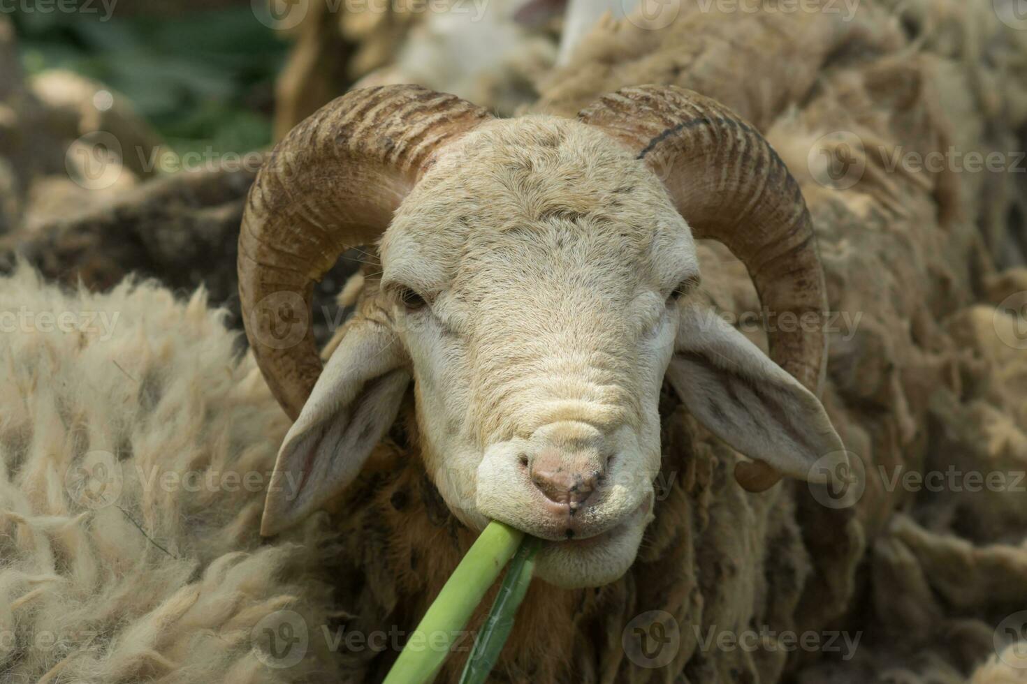 mouflons, ovis bélier sont en mangeant herbe. photo