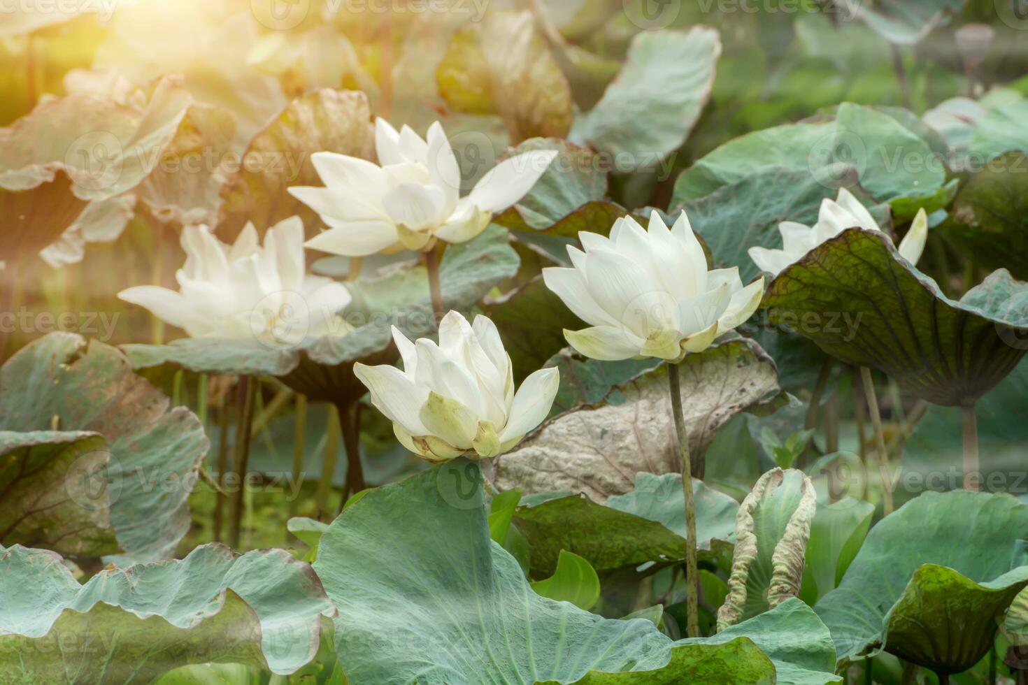 magnifique blanc lotus fleur dans le Matin avec brume. photo