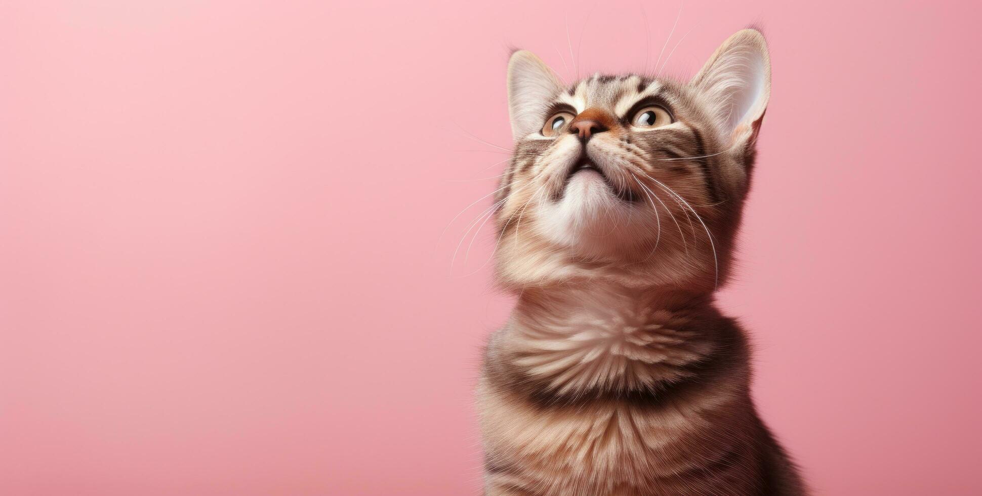 ai généré une tigré chat regards en haut dans le soleil, photo