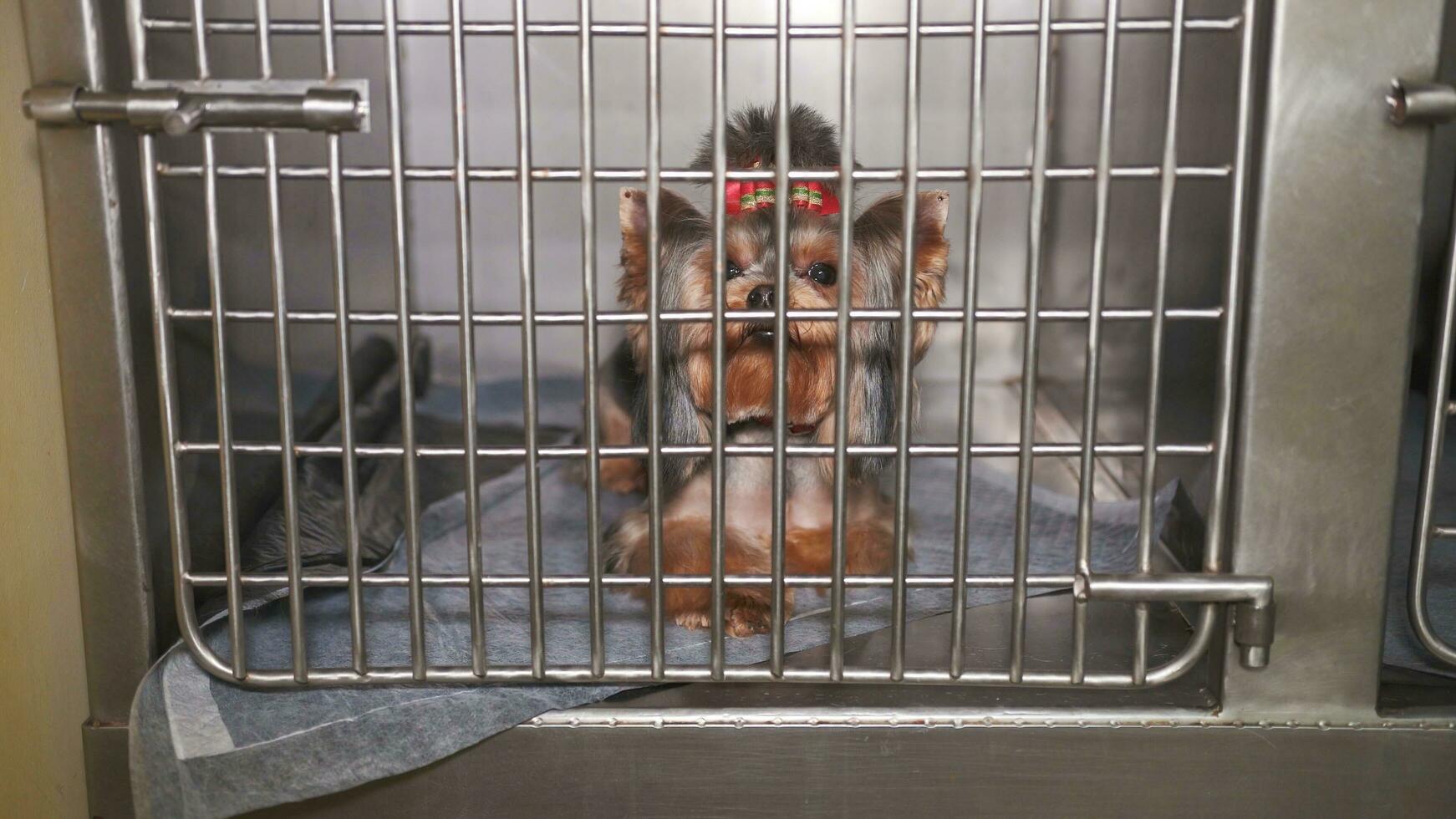 peu caniche dans une cage à une vétérinaire clinique. photo