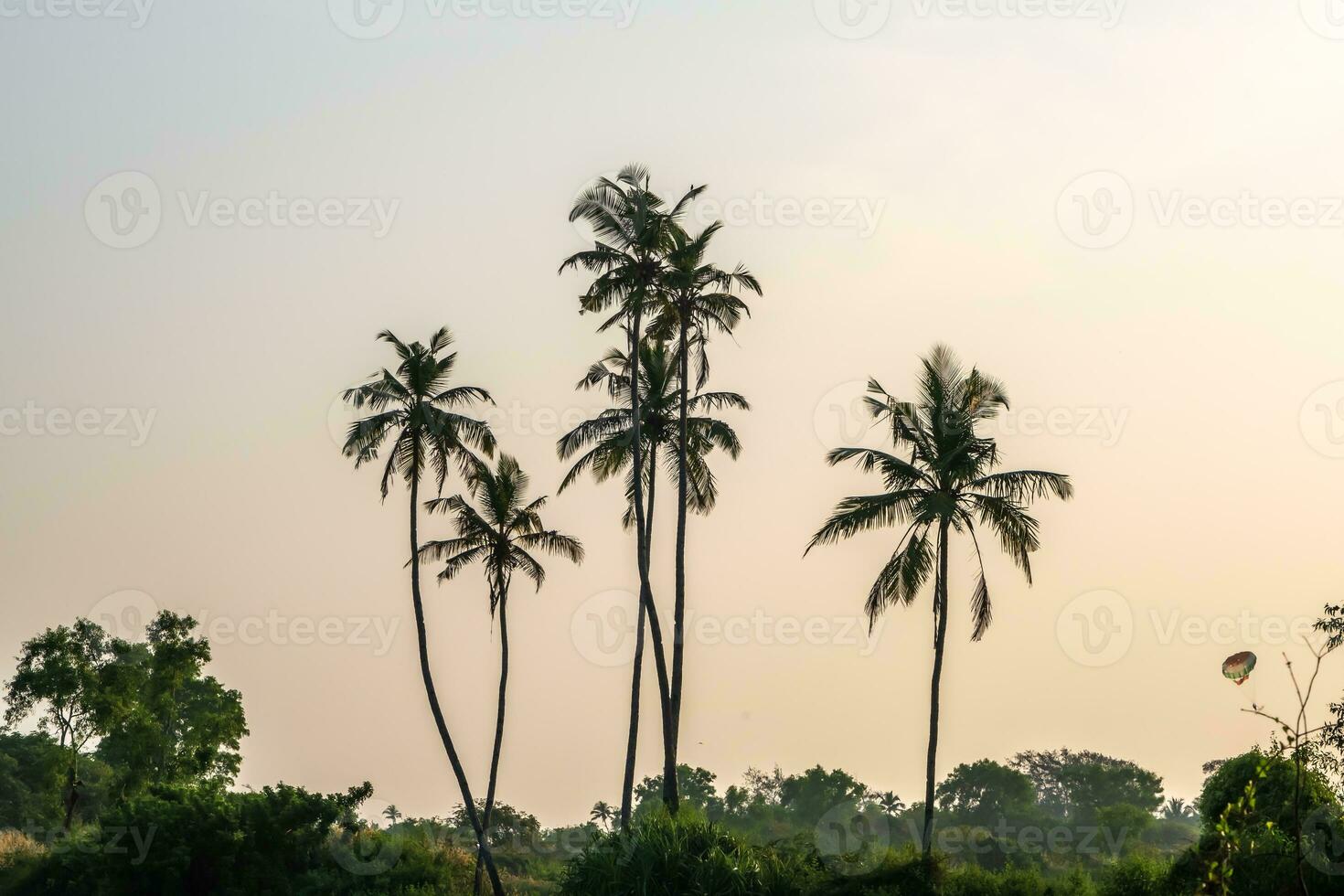 silhouettes de noix de coco des arbres paumes contre le bleu ciel de Inde avec le coucher du soleil photo