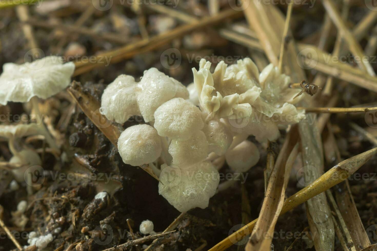 une groupe de toxique champignons photo