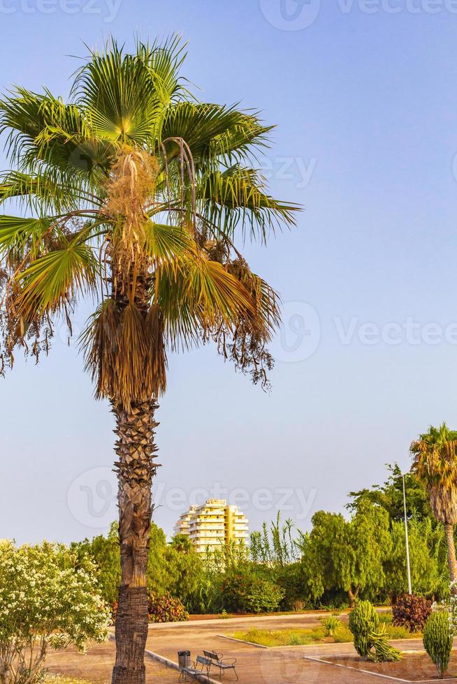 palmiers cocotiers lever du soleil canari île espagnole tenerife afrique. photo