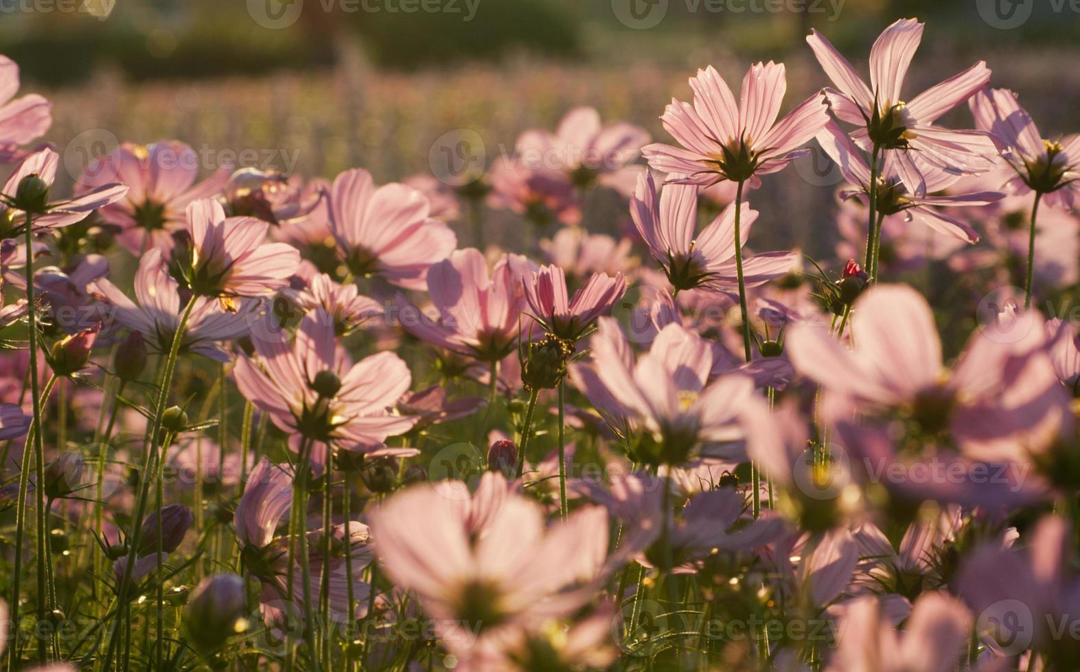 fleur de cosmos rose dans le jardin photo