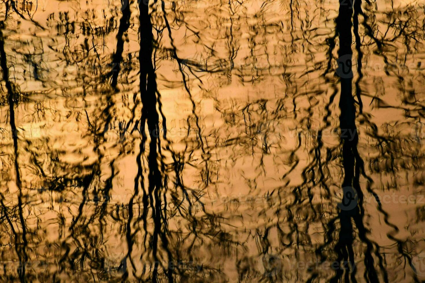 reflets de des arbres dans le l'eau à le coucher du soleil photo