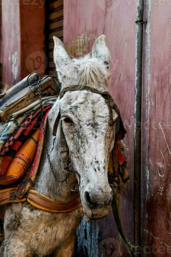 une âne avec une selle et une sac à dos sur ses retour photo