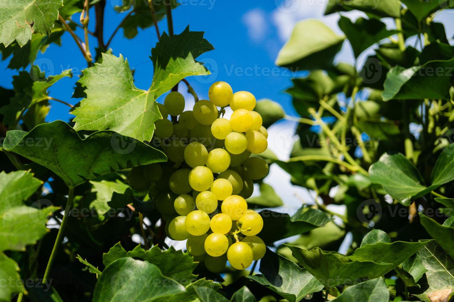 raisins blancs et feuilles photo