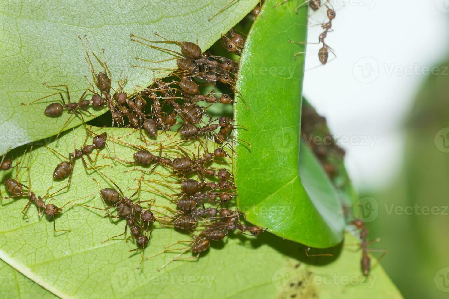 le unité de le fourmi nid bâtiment. photo