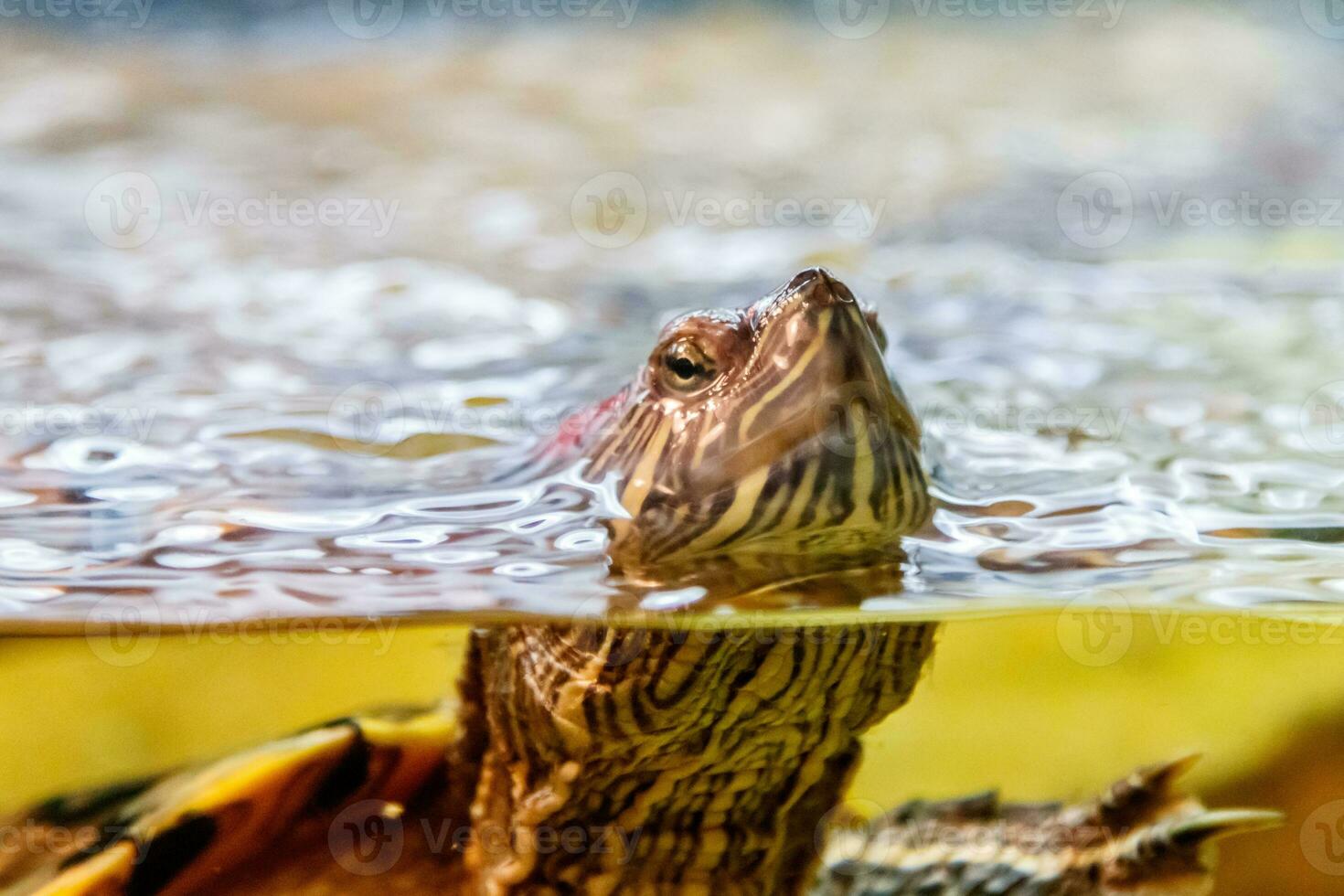 magnifique tortue nage dans le l'eau photo