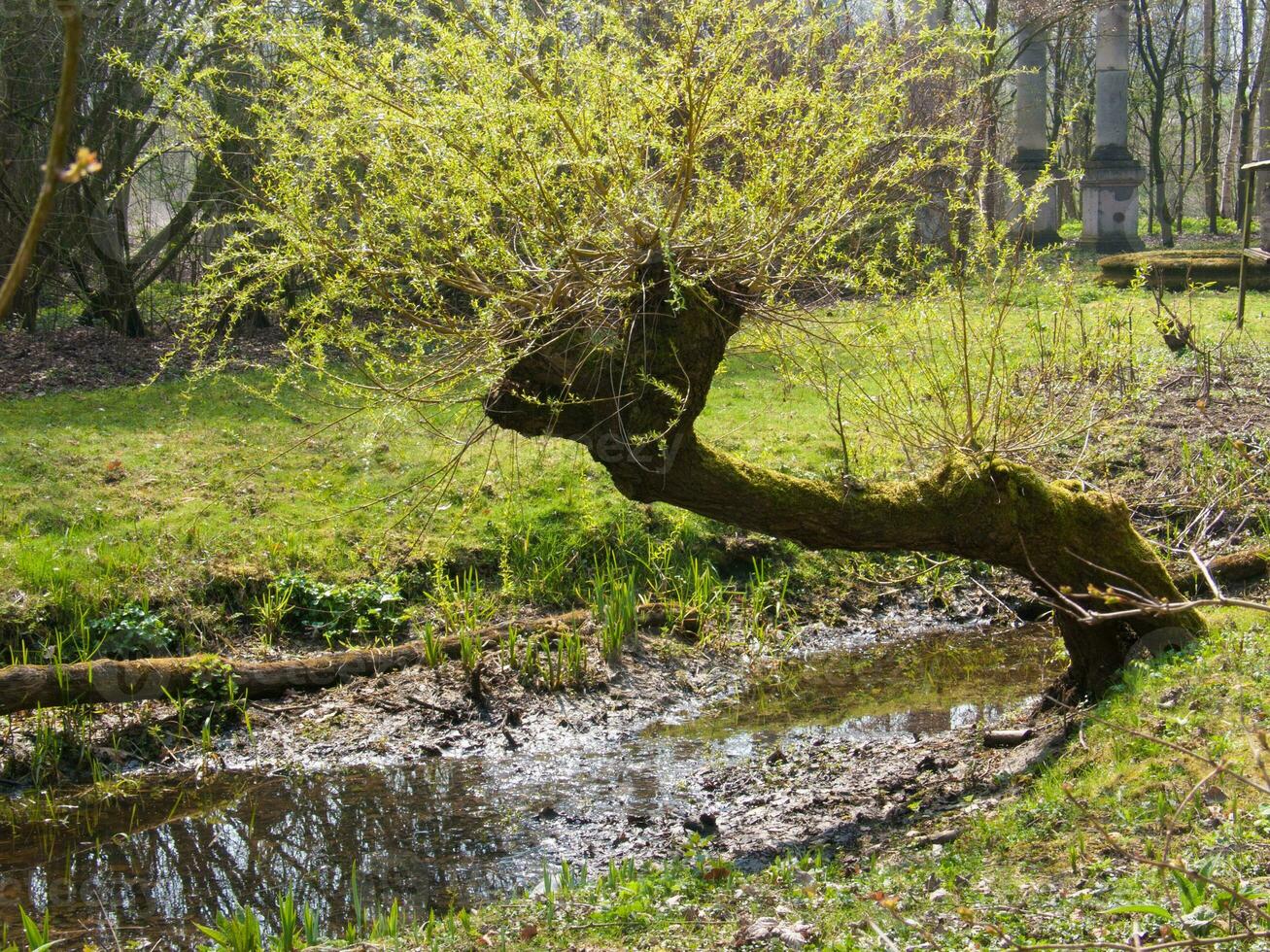 une arbre avec une branche cette est courbé plus de photo