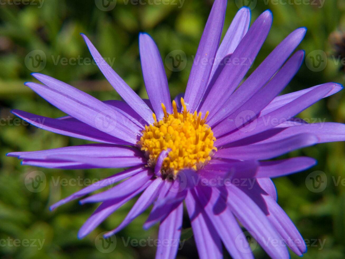 une violet fleur avec Jaune centre photo