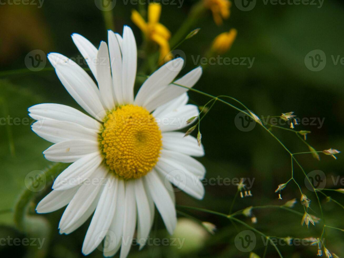 une blanc fleur avec une Jaune centre photo