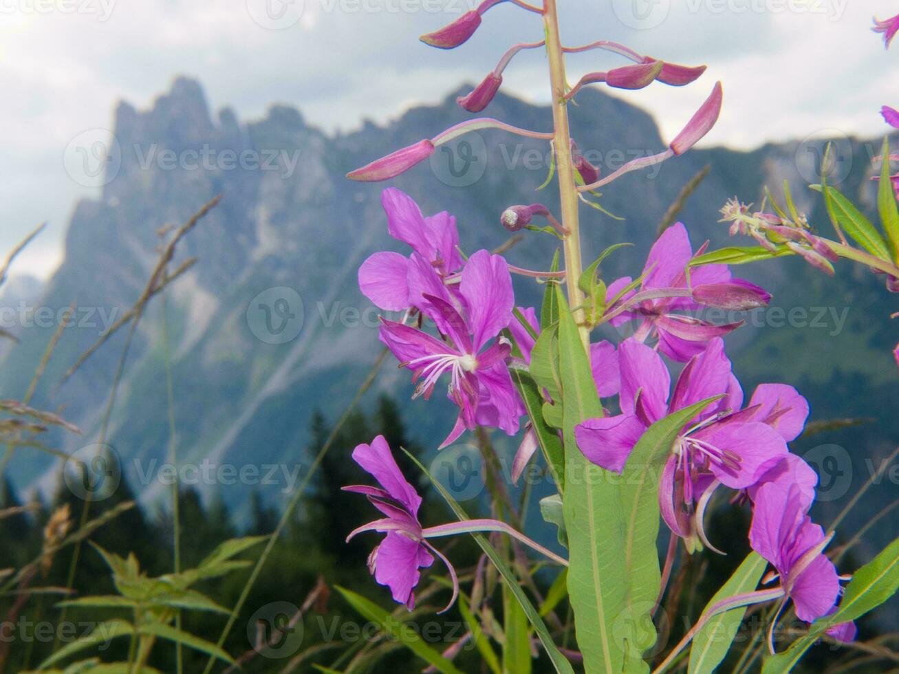 une violet fleur dans de face de une Montagne photo