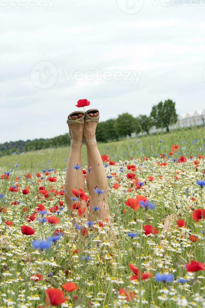 femelle jambes bâton en dehors de le champ de multicolore fleurs, explosion de Couleur photo