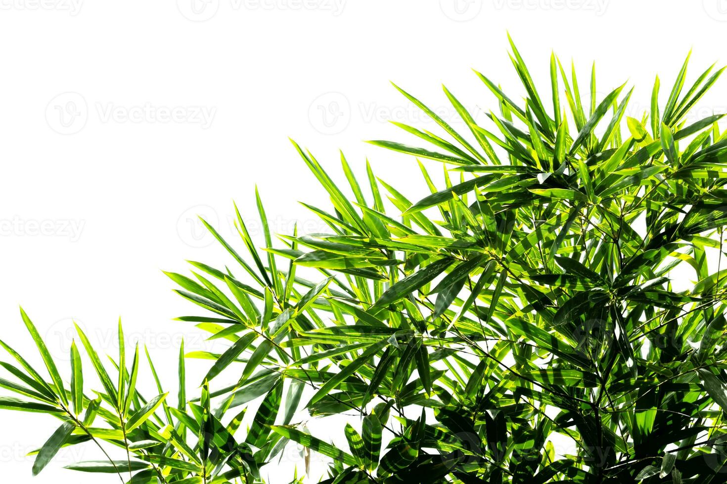 feuilles de bambou vert photo