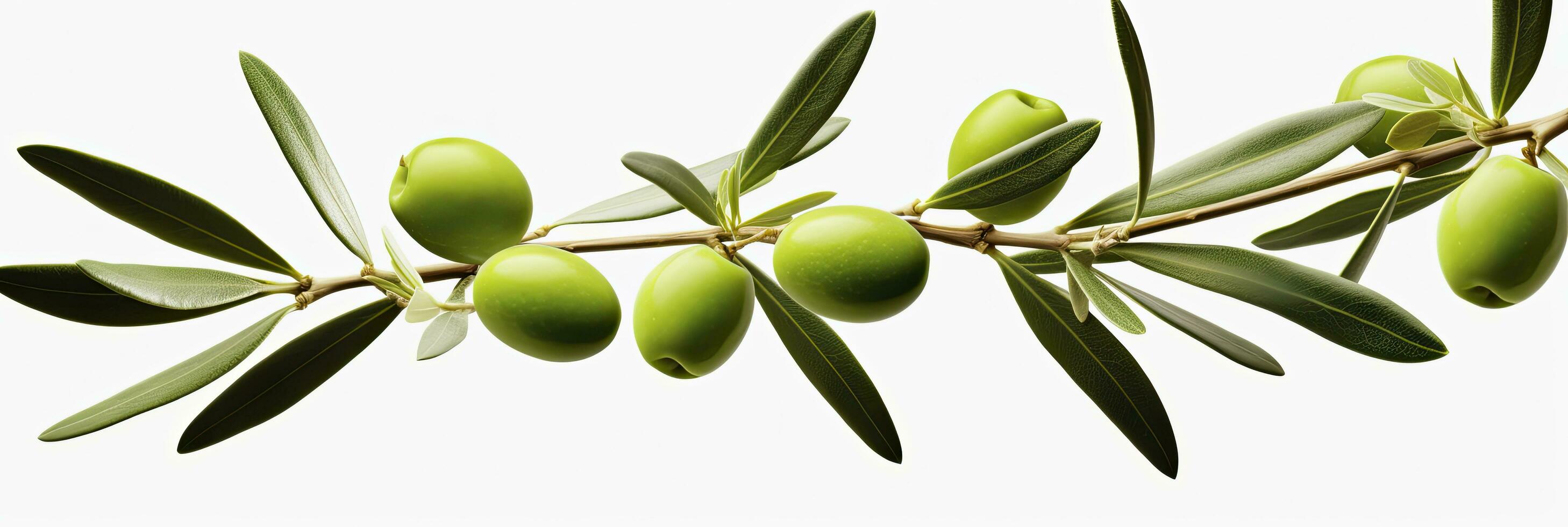 ai généré olive arbre bifurquer, vert Olives et feuilles sur blanc Contexte. ai généré. photo