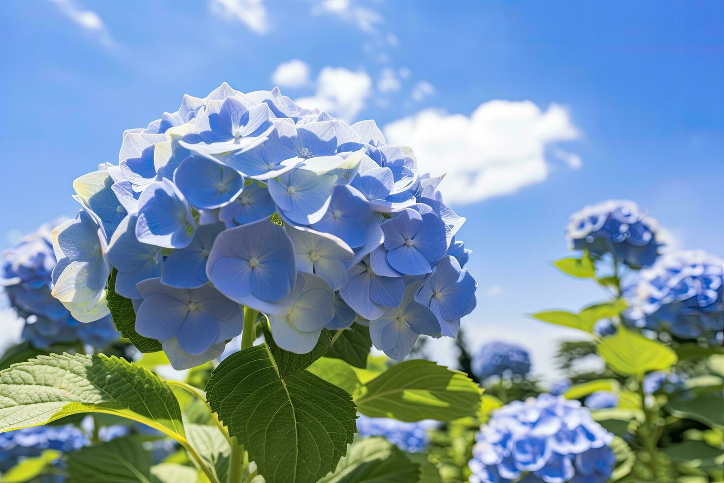 ai généré proche en haut vue de bleu français hortensia avec feuilles en dessous de bleu ciel. photo