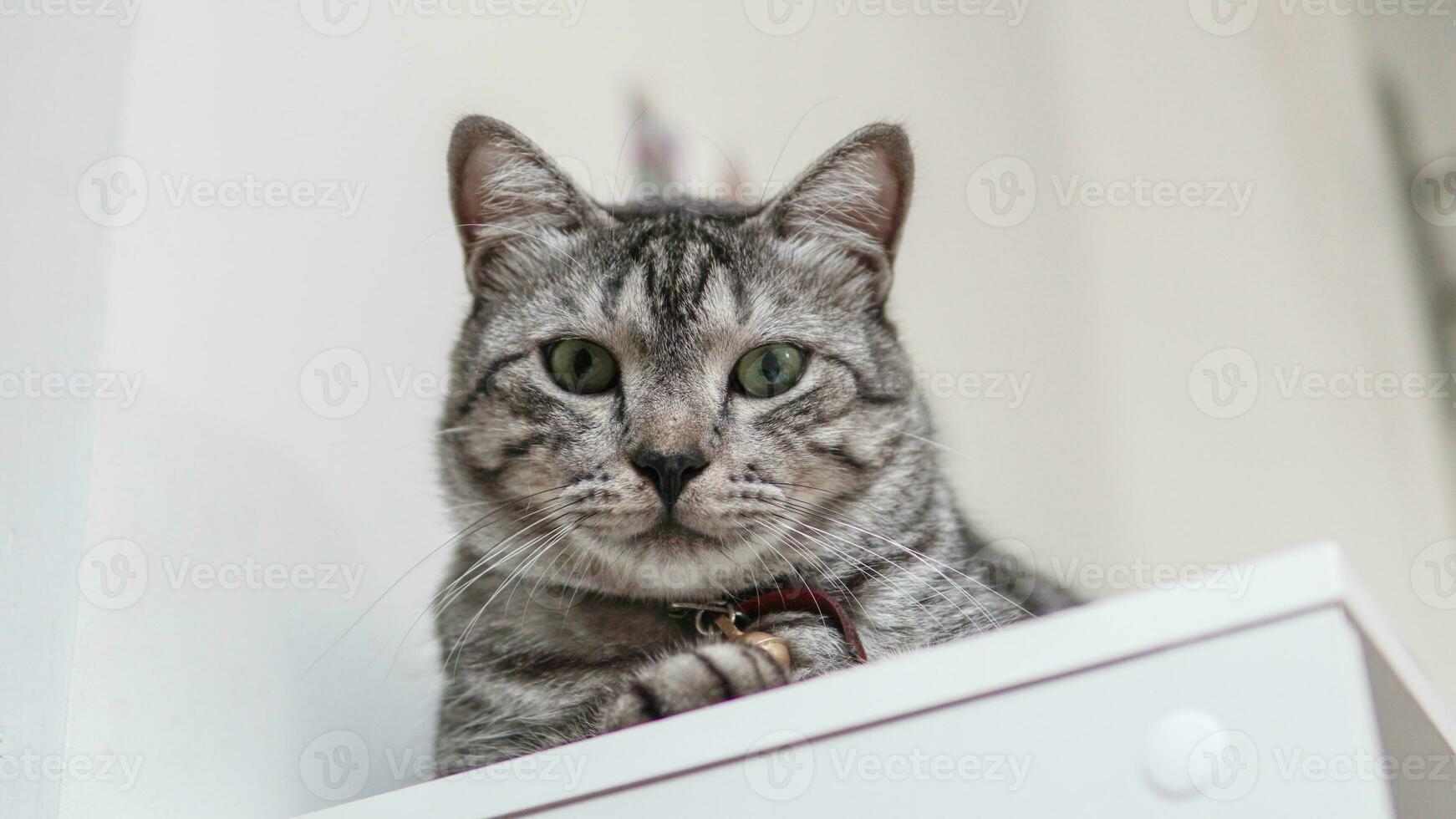 portrait de une mignonne gris chat photo