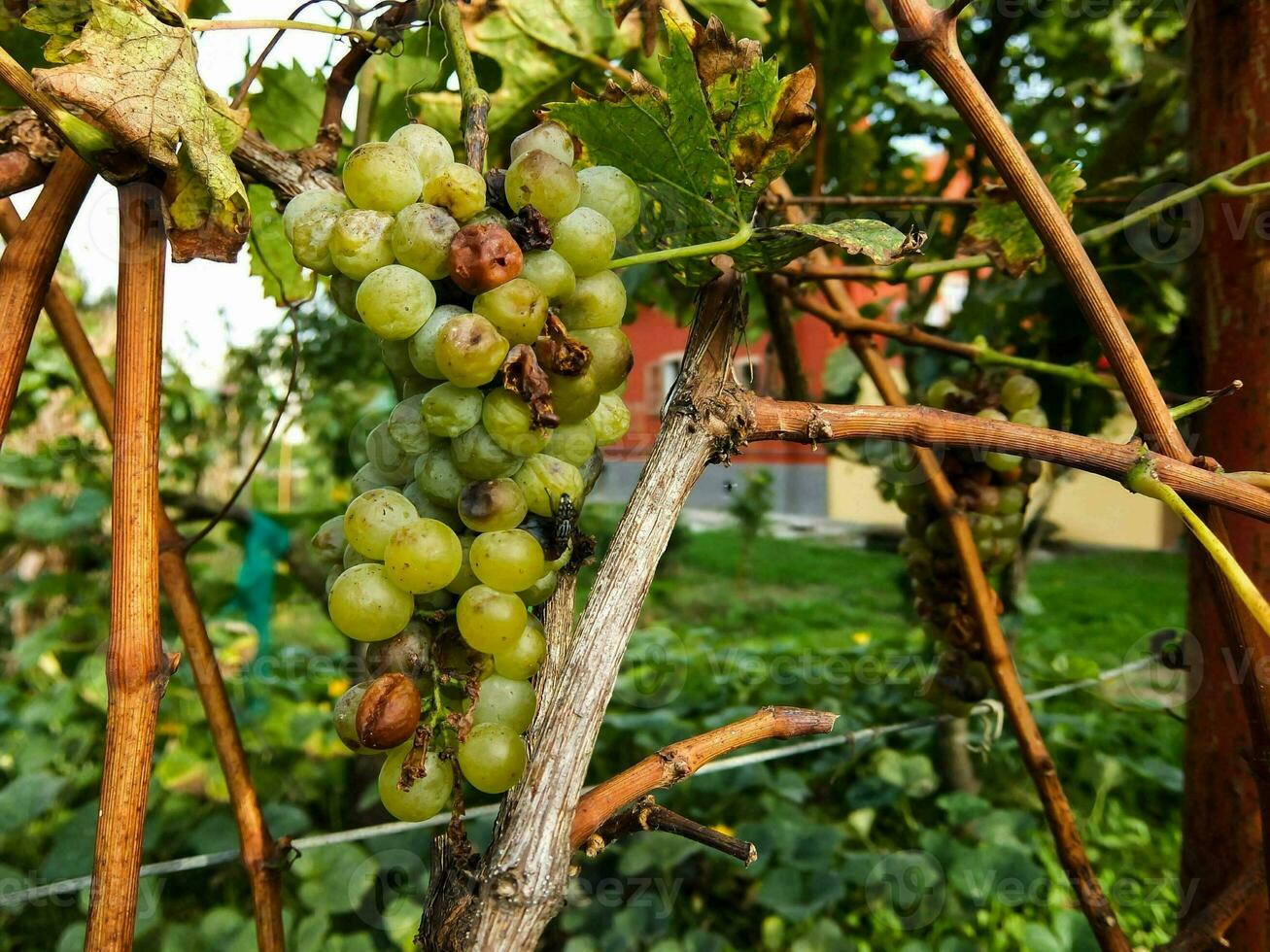 raisins sur la vigne photo