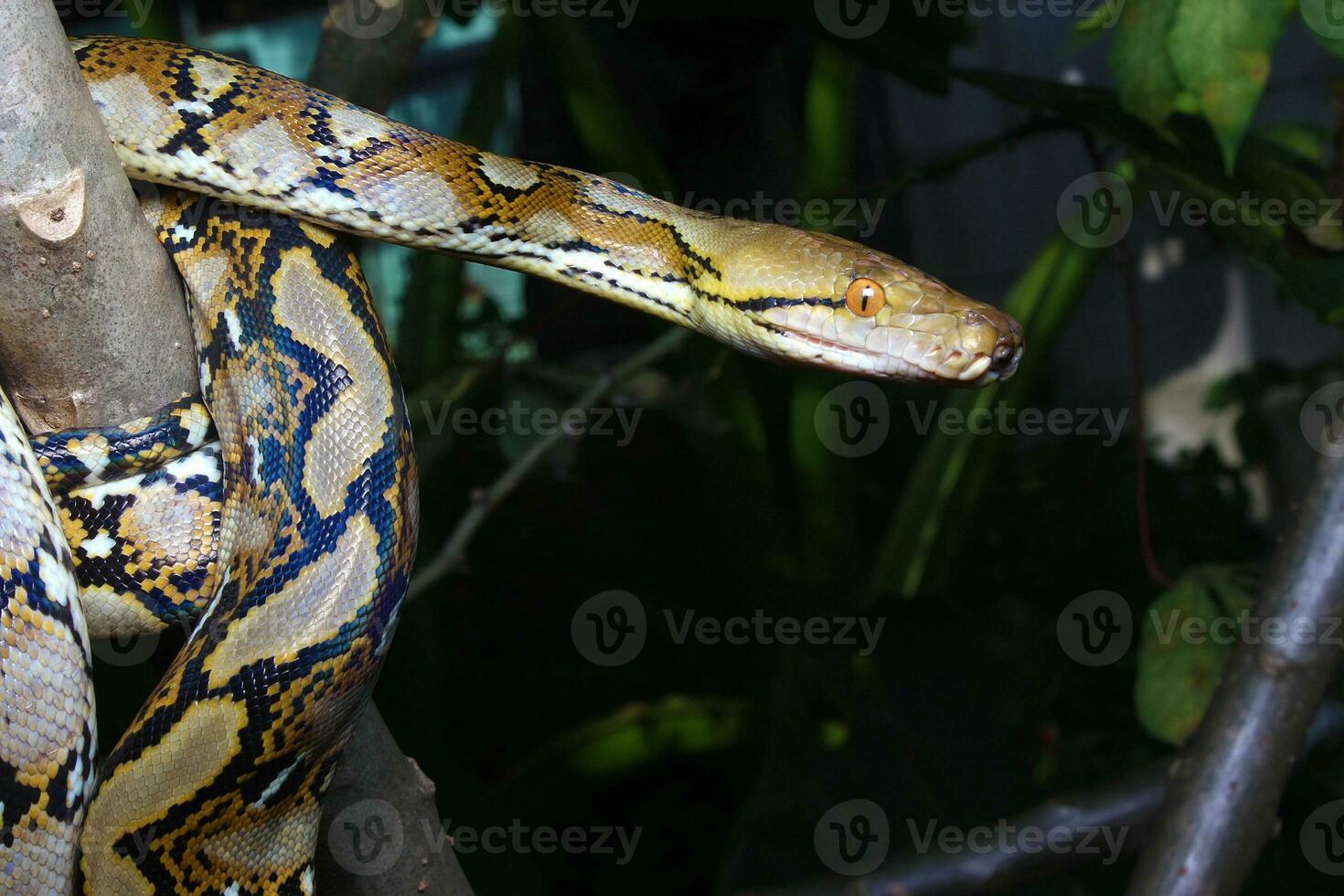 magnifique serpent, le réticulé python est une python espèce originaire de à Sud et sud-est Asie. photo