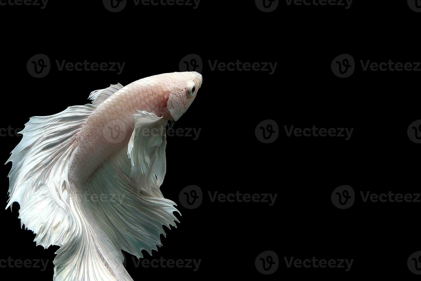 neige blanc platine demi Lune Dumbo oreille betta poisson photo