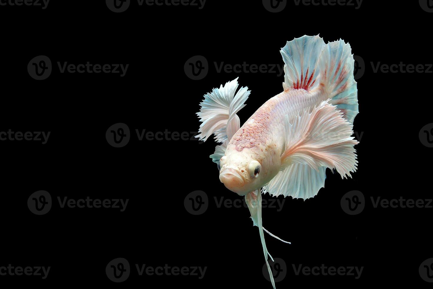 magnifique dansant de fantaisie Dumbo oreille betta poisson photo