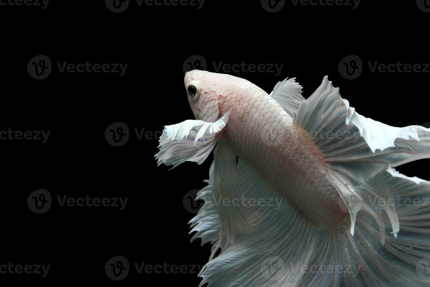 neige blanc platine demi Lune Dumbo oreille betta poisson photo