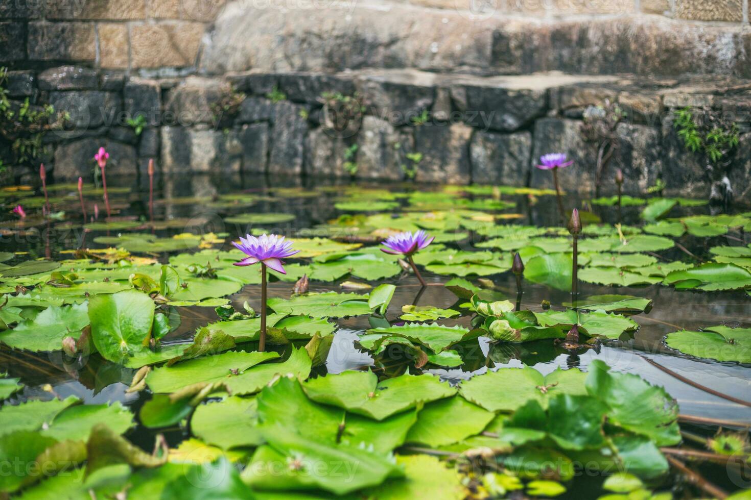 image de magnifique l'eau fleurs de lys et feuille dans étang à sri lanka. photo