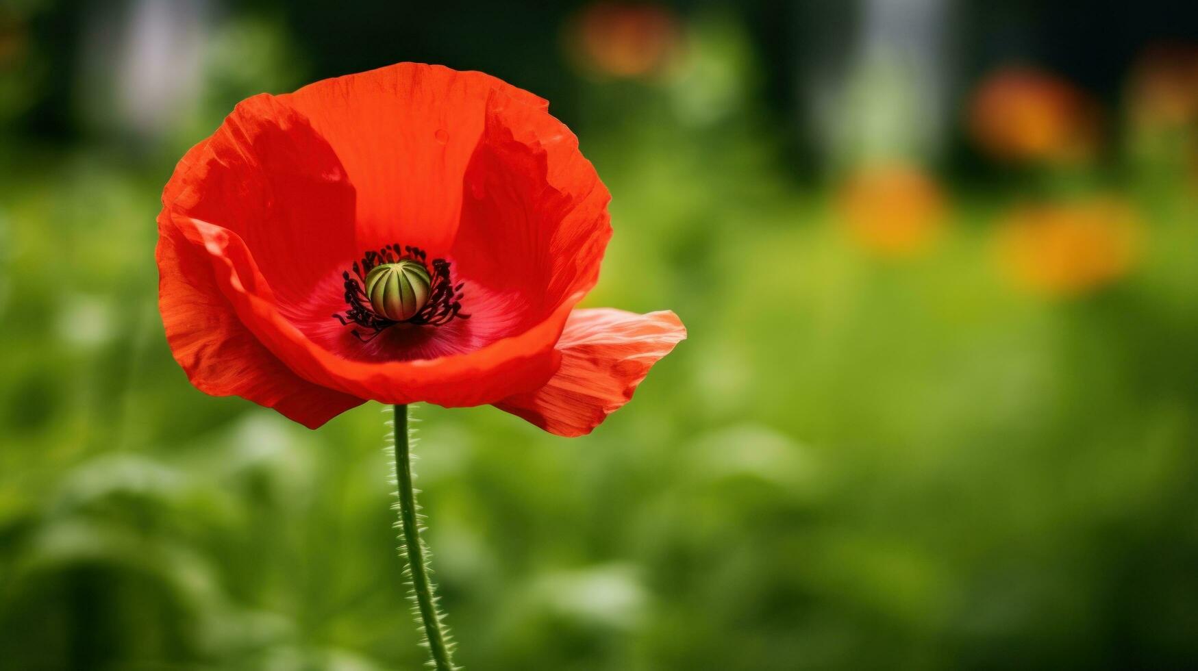 ai généré diagonale composition de une rouge coquelicot dans le premier plan et flou verdure dans le Contexte photo