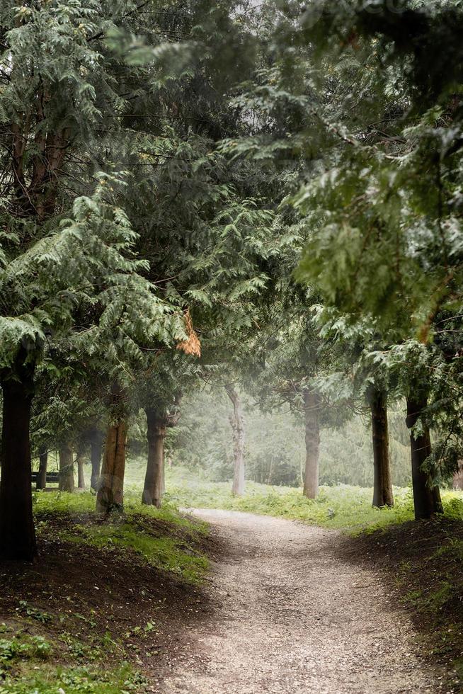 sentier dans la forêt de pins brumeux photo