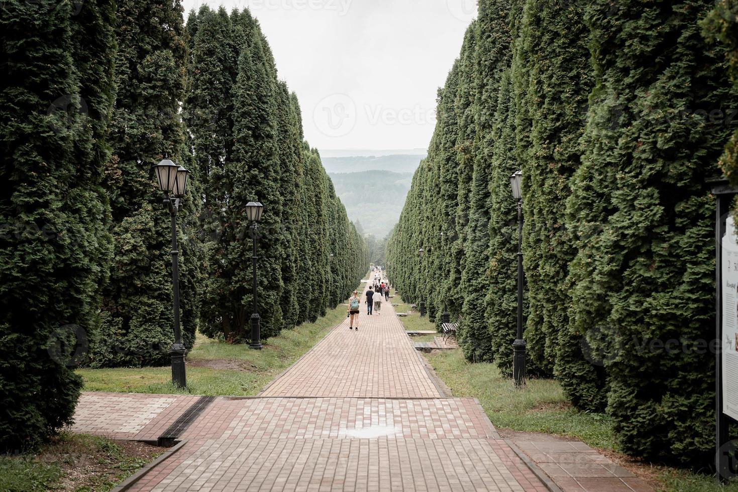 allée de cyprès photo